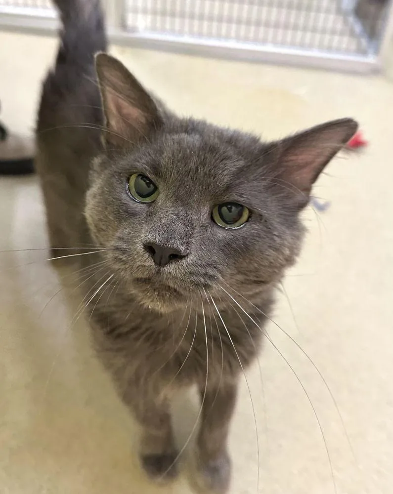 An adult small-sized male Gray / Blue / Silver Domestic Short Hair cat named Scratch for adoption in Alexandria, VA