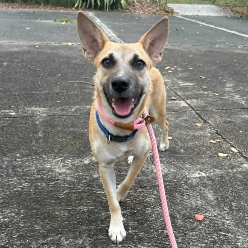 A young small-sized female Yellow / Tan / Blond / Fawn German Shepherd Dog dog named Minnie for adoption in Baldwin, MD