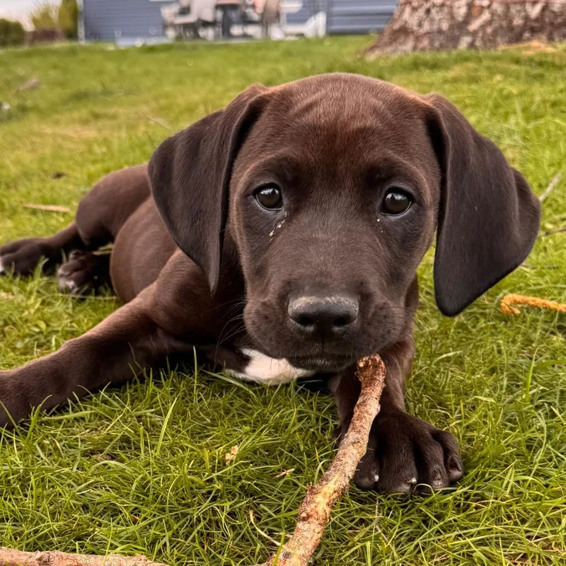 A baby medium-sized male Basset Hound dog named Wilbur for adoption in Columbus, OH