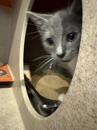 A baby medium-sized male Domestic Short Hair cat named Grayden for adoption in Washington, DC