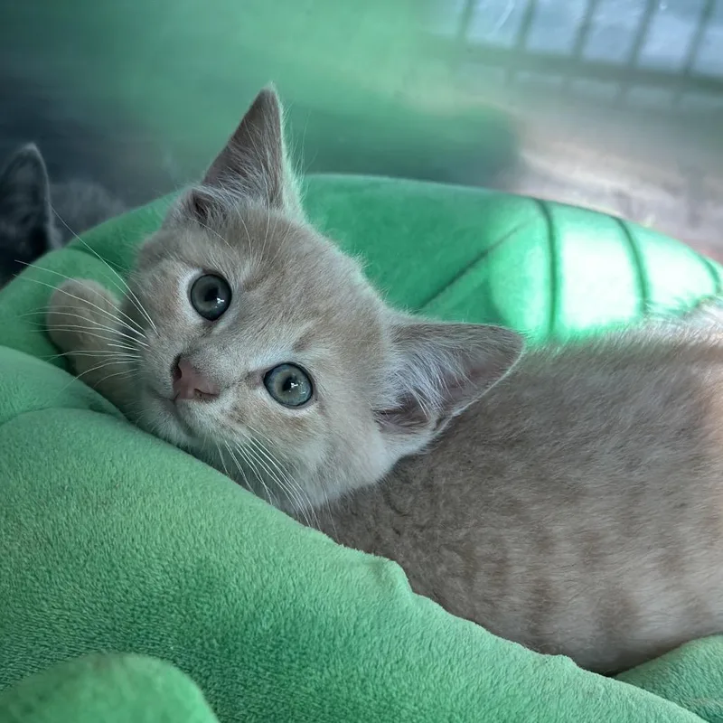 A baby small-sized male Orange / Red Domestic Short Hair cat named Green for adoption in Matteson, IL
