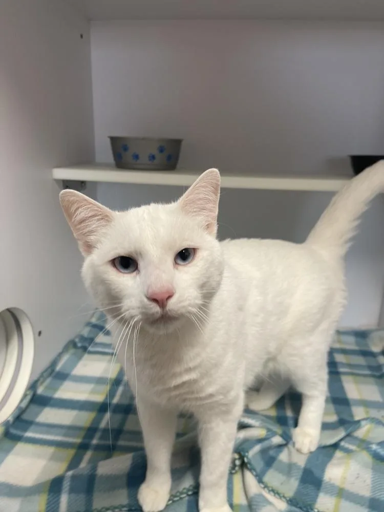 An adult medium-sized male White Domestic Short Hair cat named Rob Zombie for adoption in Bolivar, MO