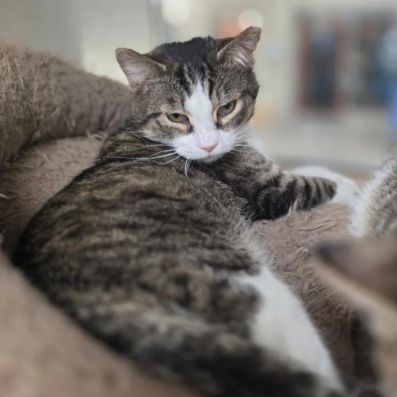A senior medium-sized male Brown / Chocolate Domestic Short Hair cat named Damien for adoption in Chatham, VA