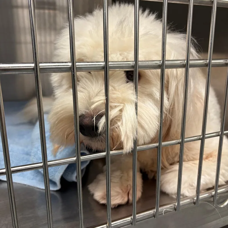 An adult small-sized male White / Cream Miniature Poodle dog named Tang Tang for adoption in East Hampton, NY