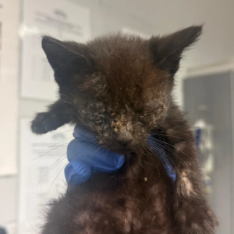 A baby small-sized male Domestic Short Hair cat named Leo for adoption in Birdsboro, PA