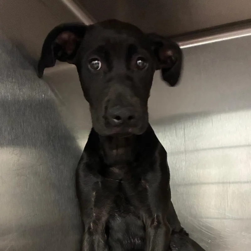 A baby medium-sized female Black Labrador Retriever dog named Gamora for adoption in Abilene, TX
