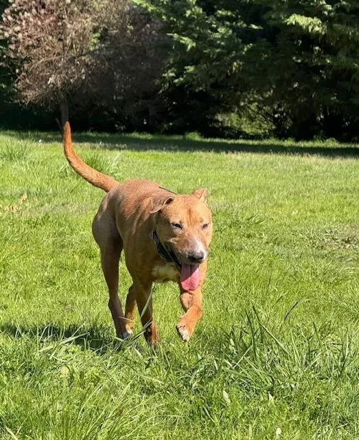 Red "chopper " thumbnail 2