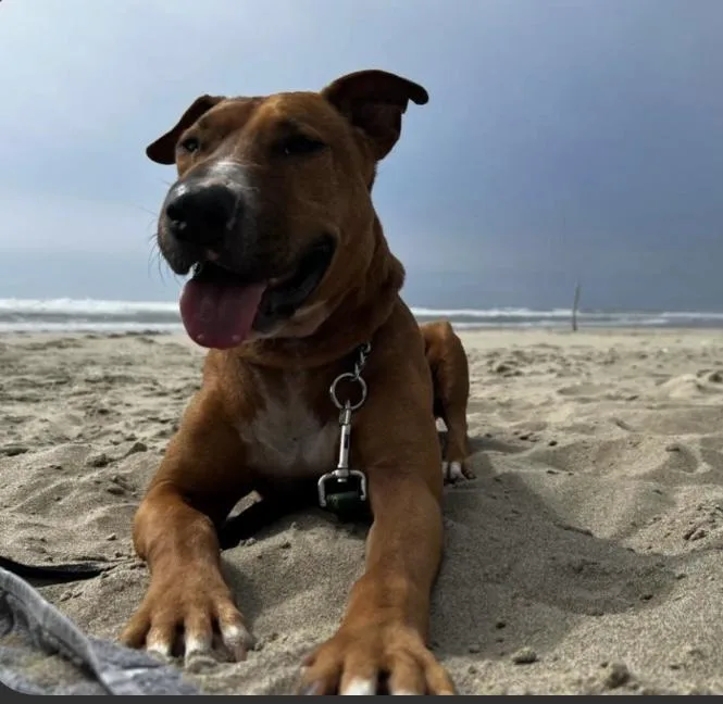 Red "chopper " thumbnail 4