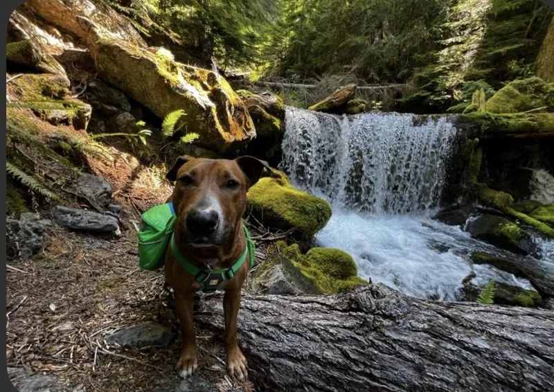 Red "chopper " thumbnail 5