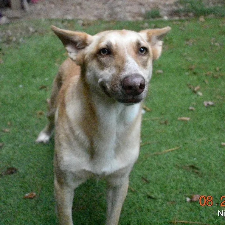An adult medium-sized female German Shepherd Dog dog named Blondie for adoption in Magnolia, TX