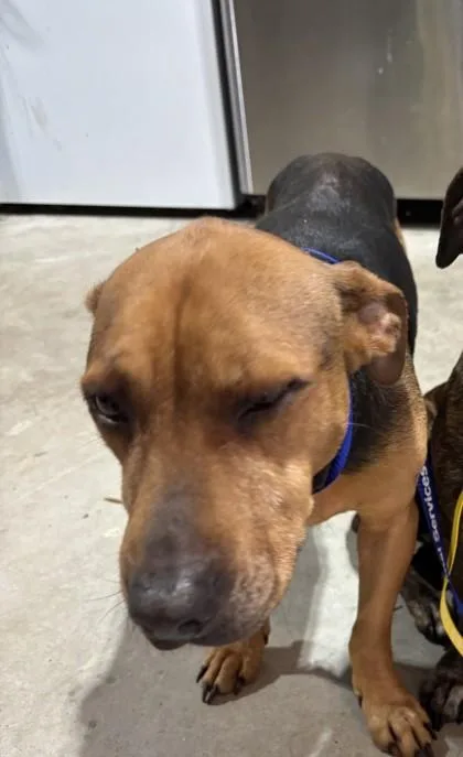 A senior large-sized female Labrador Retriever dog named JigJoggy for adoption in Cumming, GA