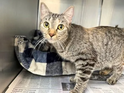 A young medium-sized female Domestic Short Hair cat named Macbeth for adoption in North Richland Hills, TX