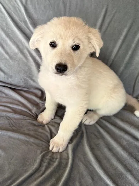 Barqs Fizz thumbnail 2