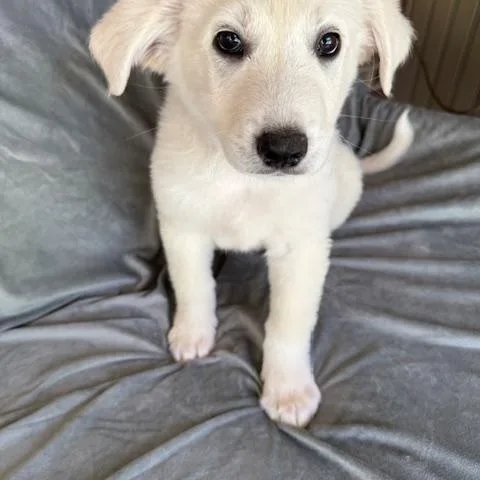 Barqs Fizz thumbnail 3