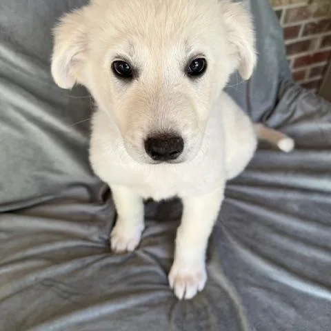 Barqs Fizz thumbnail 5