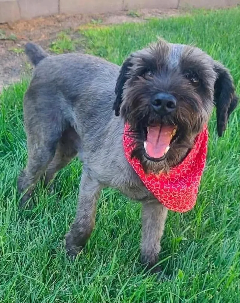 An adult small-sized male Schnauzer dog named Raz for adoption in North Prairie, WI