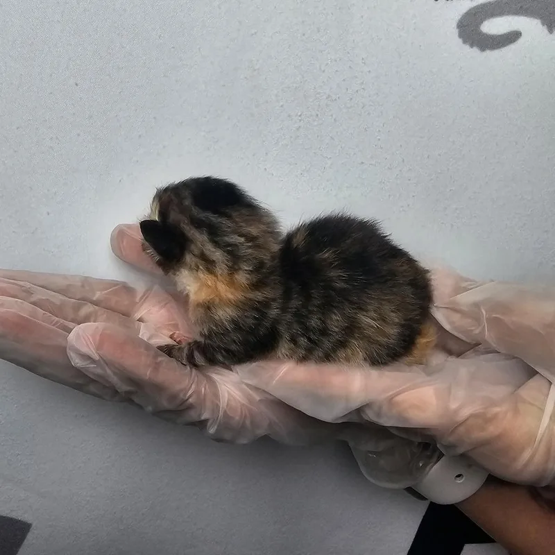 Missy Meow thumbnail 3