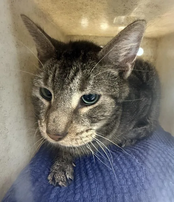 A senior medium-sized male Domestic Short Hair cat named Trucker for adoption in Ridgewood, NY