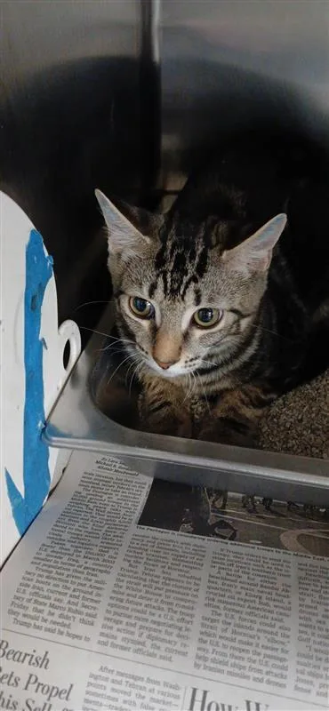 A baby small-sized male Domestic Short Hair cat named Scuba Steve for adoption in Largo, FL