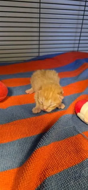 A baby small-sized male Domestic Short Hair cat named Nugget for adoption in Rancho Cucamonga, CA