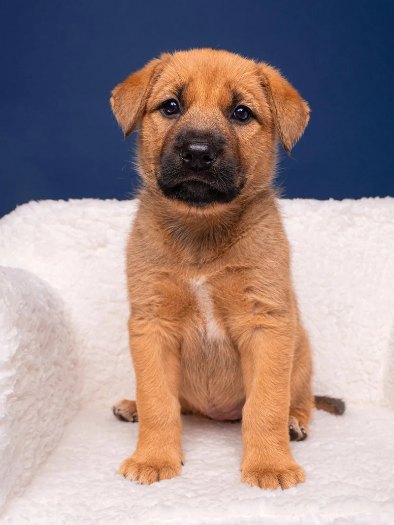 A baby large-sized female Mastiff dog named Myth: Sasquatch for adoption in Palo Alto, CA