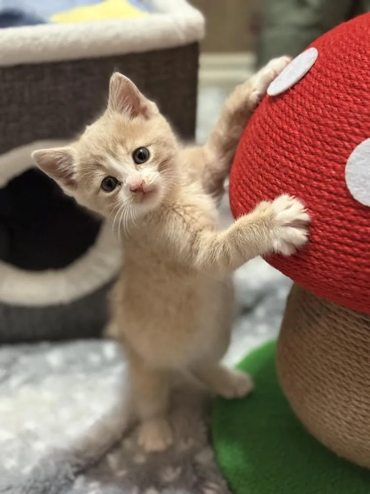 A baby small-sized male Domestic Short Hair cat named Dutton for adoption in Mount Laurel, NJ