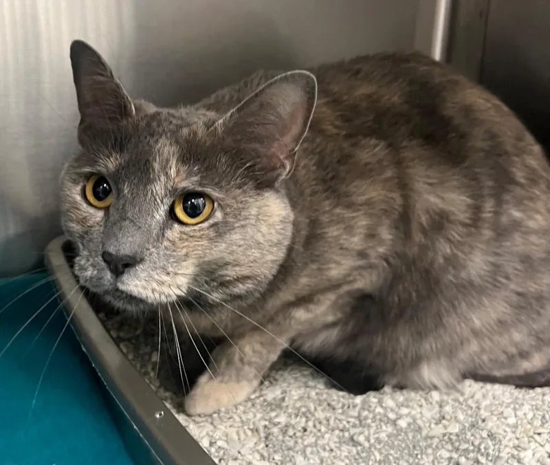 An adult medium-sized female Domestic Short Hair cat named Phoebe  Tilly AC for adoption in Greeneville, TN