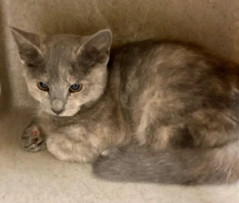Phoebe  Tilly AC thumbnail 2