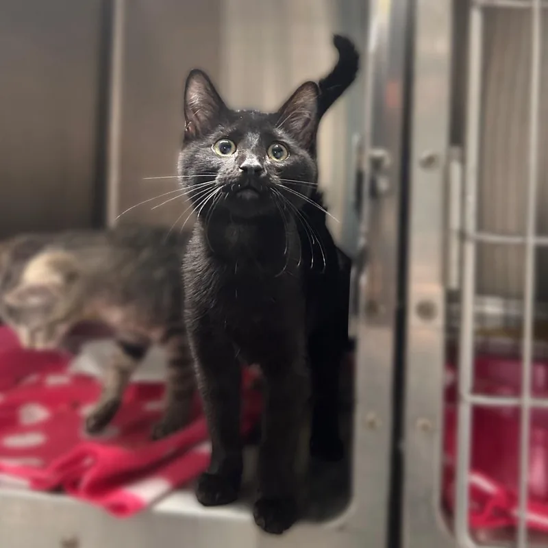 A baby small-sized female Black Domestic Short Hair cat named Wolverine for adoption in Davenport, IA