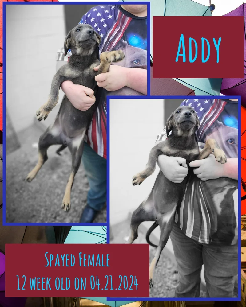 A young large-sized female Gray / Blue / Silver Labrador Retriever dog named Addy for adoption in Kermit, TX