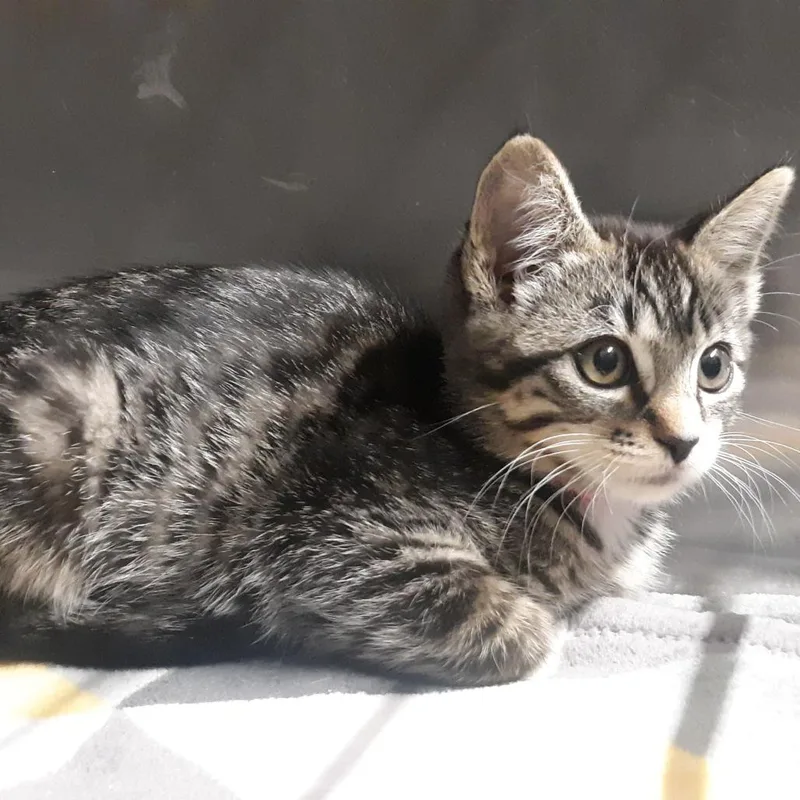 A baby small-sized female Brown / Chocolate Domestic Medium Hair cat named Chanel for adoption in Spokane, WA