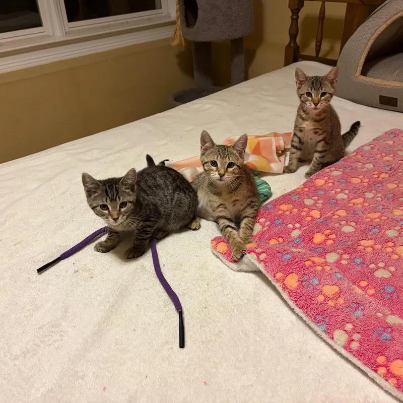 A baby small-sized female Domestic Short Hair cat named Blossom for adoption in Cumming, GA