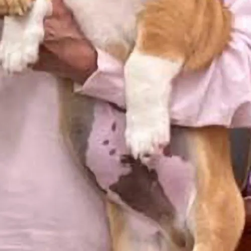 A baby medium-sized male Brown / Chocolate Dachshund dog named Carl Stardust for adoption in Biloxi, MS