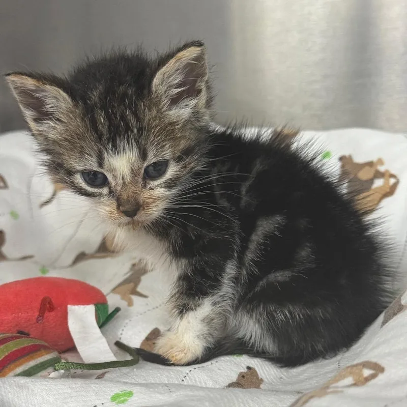 A baby small-sized female Black Domestic Short Hair cat named Sleeping Beauty for adoption in Los Angeles, CA