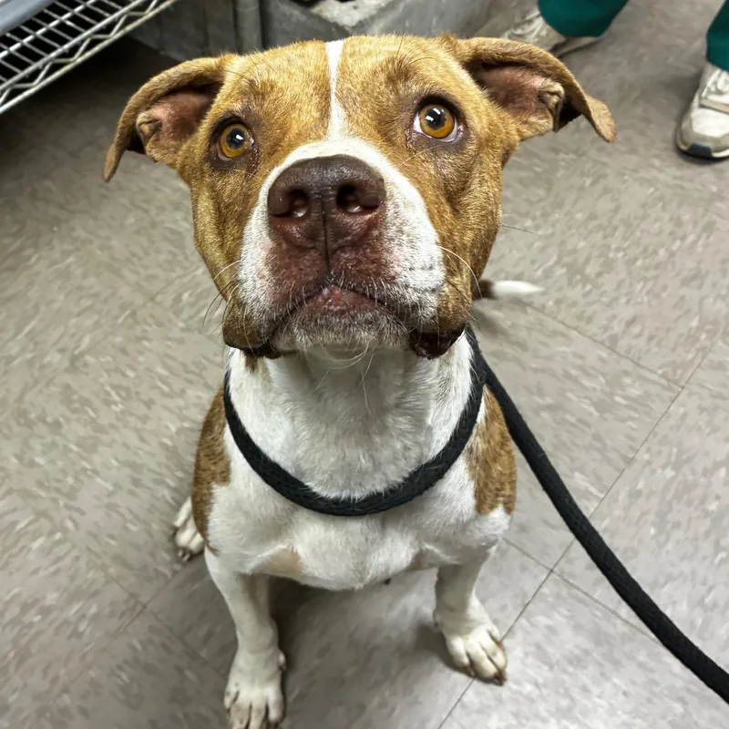An adult medium-sized female Pit Bull Terrier dog named Mia Thermopolis Princess of for adoption in Birmingham, AL