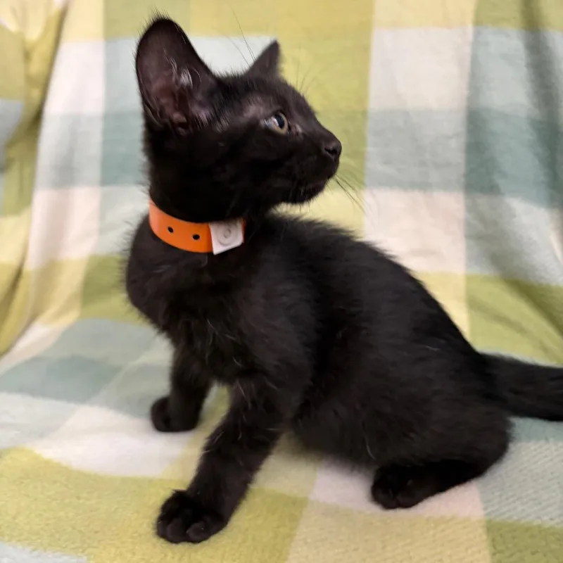 A baby small-sized male Black Domestic Short Hair cat named Chowder for adoption in West Point, MS