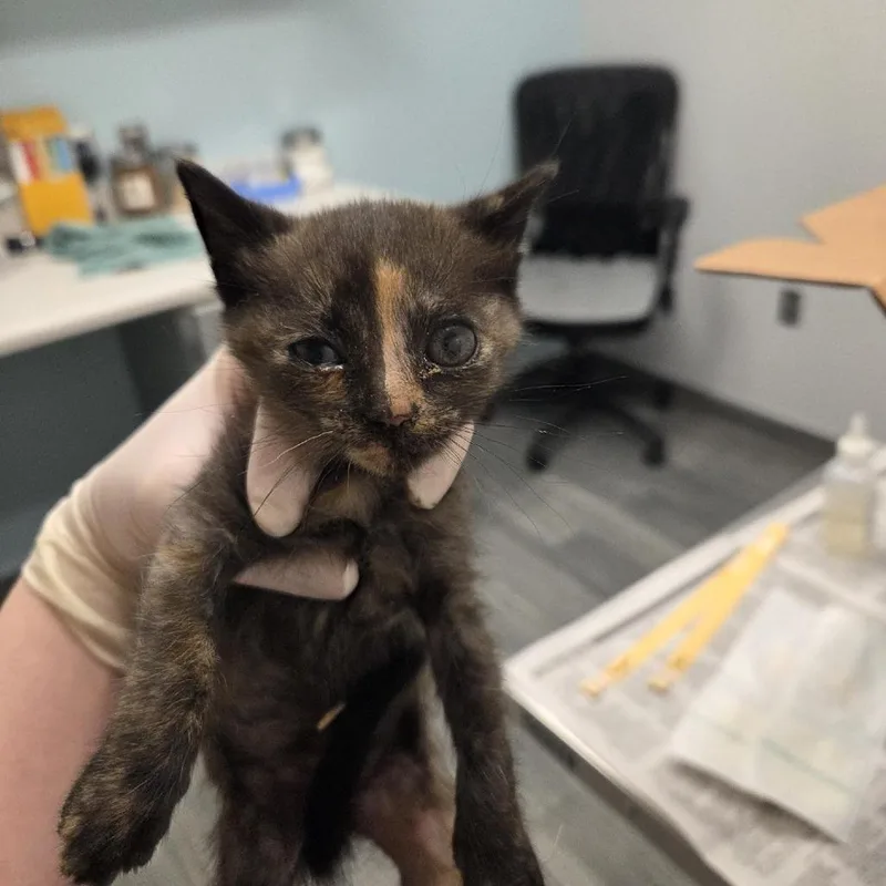 A baby small-sized female Black Domestic Short Hair cat named Owl for adoption in Jacksonville, FL