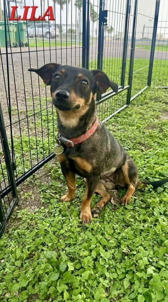 An adult small-sized female Brown / Chocolate Terrier dog named Lila Heart for adoption in Saugus, MA