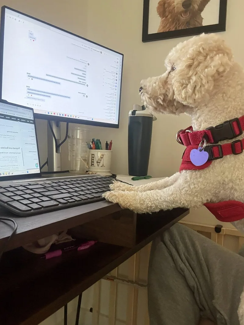 An adult small-sized male White / Cream Poodle dog named Shiloh for adoption in Rockville, MD
