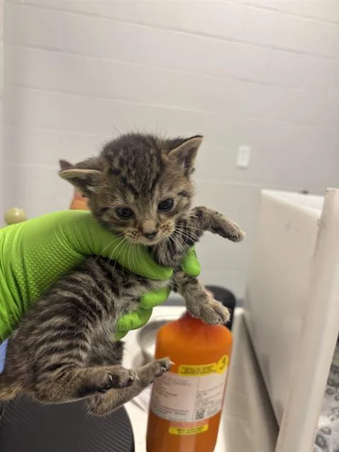 A baby small-sized female Domestic Short Hair cat named Monica for adoption in Indianapolis, IN