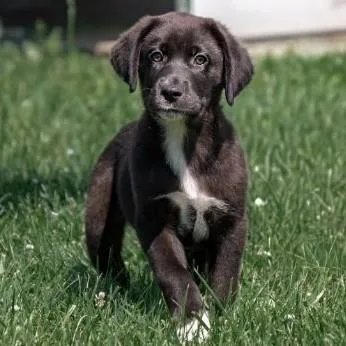 A baby medium-sized male Black Labrador Retriever dog named Miles for adoption in Albany, NY