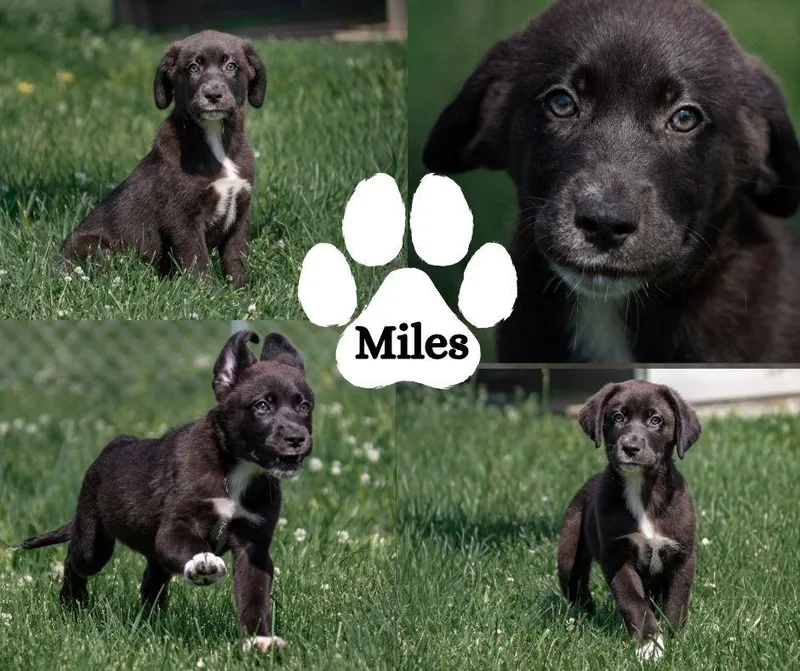 Miles thumbnail 2