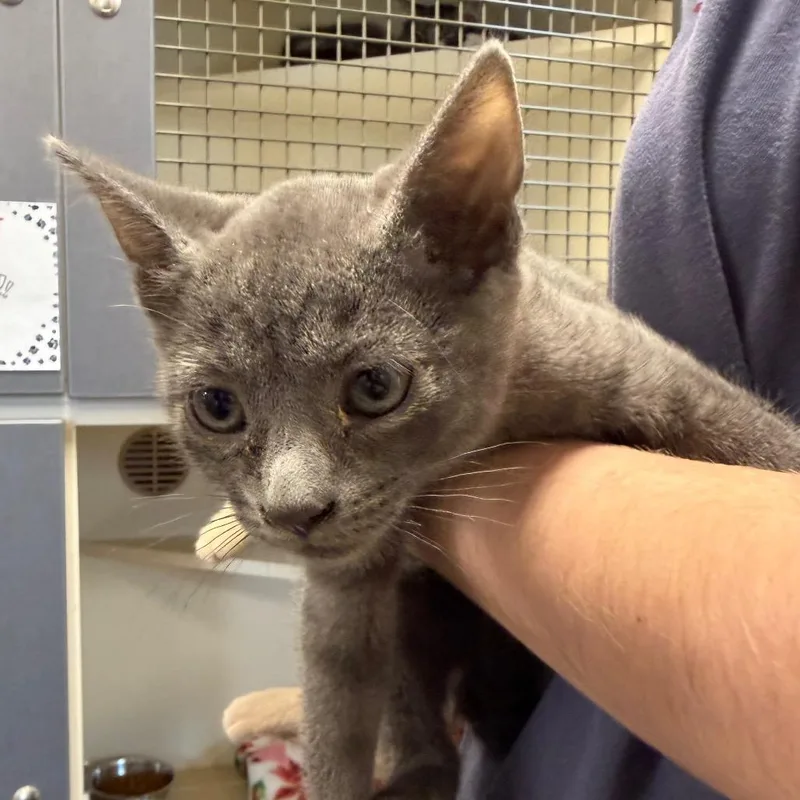 A baby small-sized male Domestic Short Hair cat named Pugsley for adoption in Cody, WY