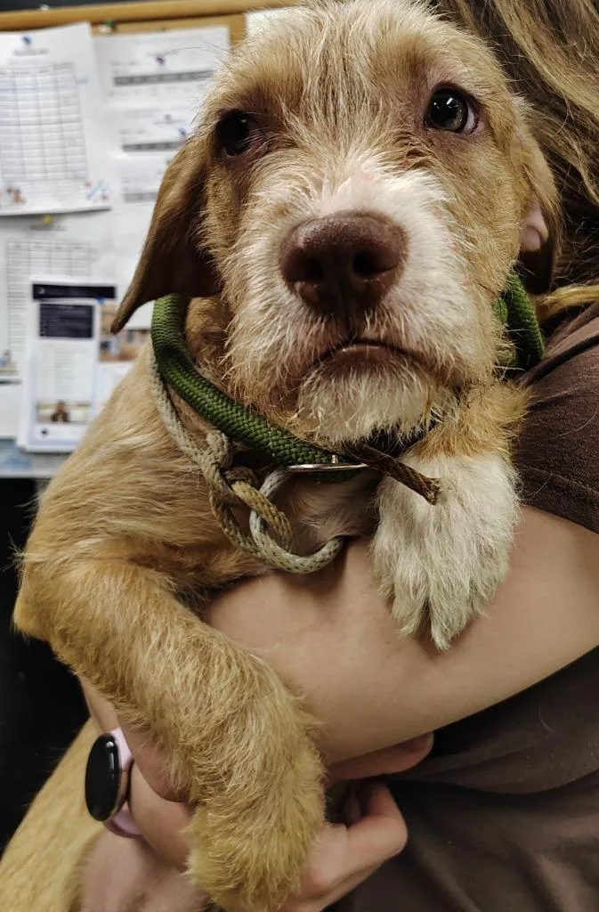 A baby small-sized female Mastiff dog named Montana for adoption in Saint Clairsville, OH