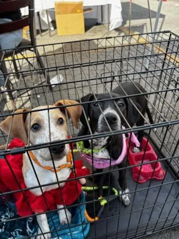 Chocolate thumbnail 2