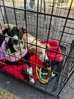 Chocolate thumbnail 4