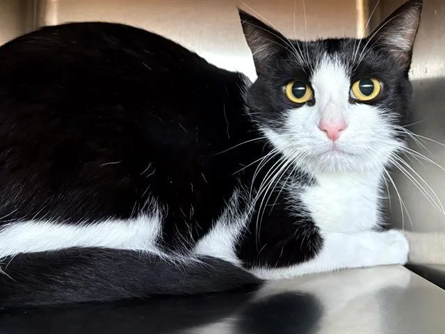 A young small-sized female Domestic Short Hair cat named Liz Lemon for adoption in Santa Rosa, CA