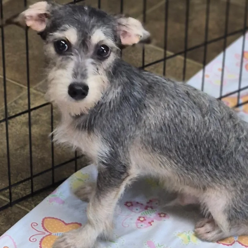 A young small-sized male Gray / Blue / Silver Schnauzer dog named Sammy for adoption in Los Angeles, CA