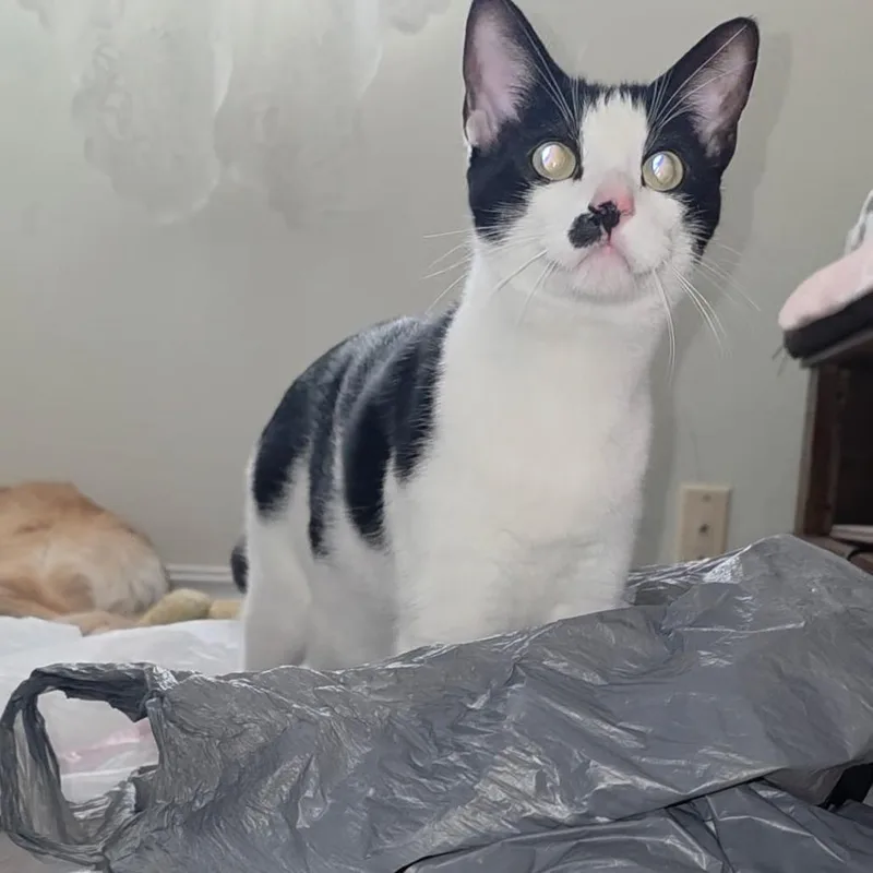 A young large-sized male White Domestic Short Hair cat named Keanu for adoption in Tulsa, OK