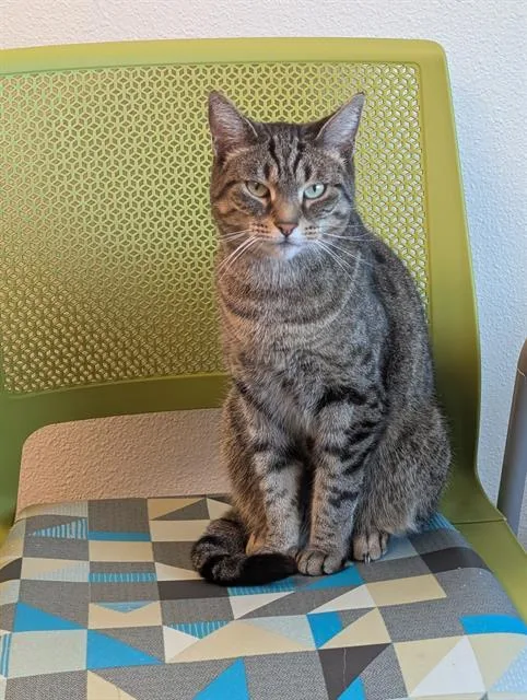 An adult small-sized female Domestic Short Hair cat named Nosey for adoption in Las Vegas, NV